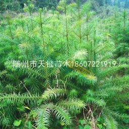 眉杉中联 1年生杉木杉树小苗市场行情与价格解析